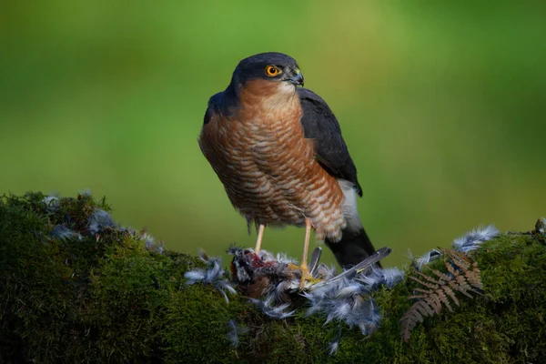 Sparrowhawk Accipiter Nisus Empoleirado Sentado Poste Arrancando Com Presas Escócia — Fotografia de Stock