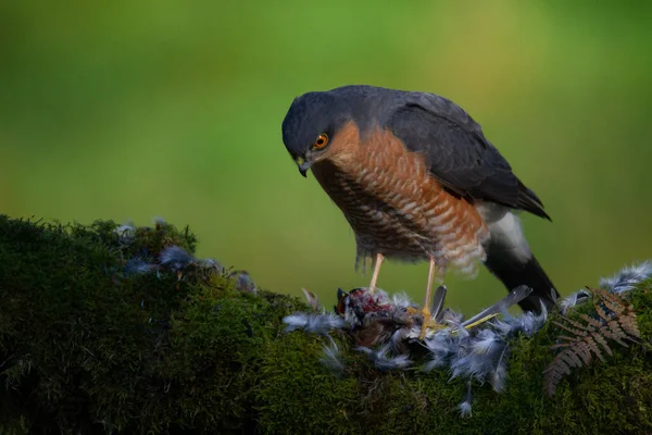 Sparrowhawk Accipiter Nisus Сидів Стовпі Здобиччю Шотландія Велика Британія — стокове фото