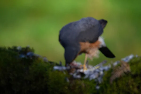 Sperber Accipiter Nisus Hockt Auf Einem Pfahl Mit Beute Schottland — Stockfoto