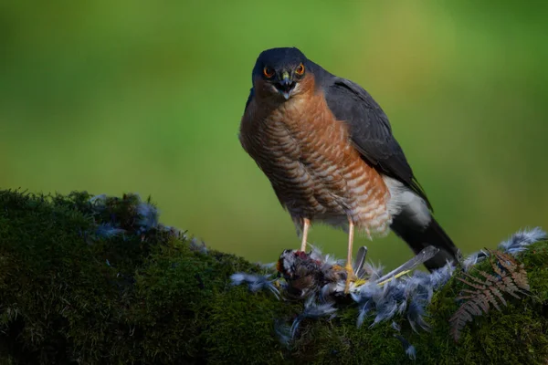 Sparrowhawk Accipiter Nisus Сидів Стовпі Здобиччю Шотландія Велика Британія — стокове фото