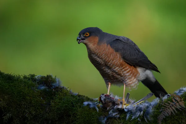 Sparrowhawk Accipiter Nisus Empoleirado Sentado Poste Arrancando Com Presas Escócia — Fotografia de Stock