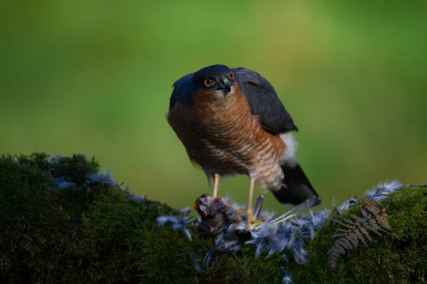 Sparrowhawk Accipiter Nisus Сидів Стовпі Здобиччю Шотландія Велика Британія — стокове фото