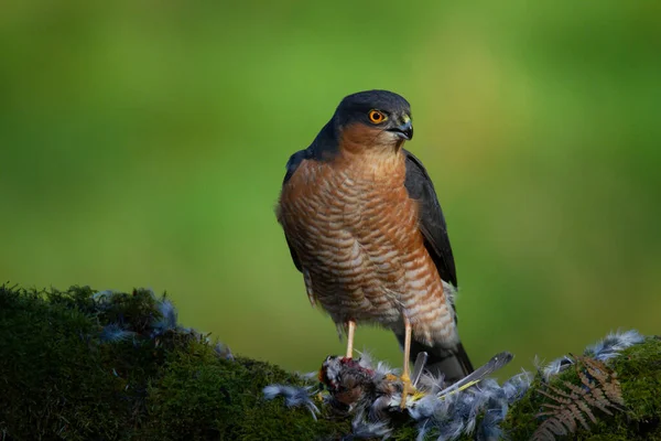 Sparrowhawk Accipiter Nisus Empoleirado Sentado Poste Arrancando Com Presas Escócia — Fotografia de Stock