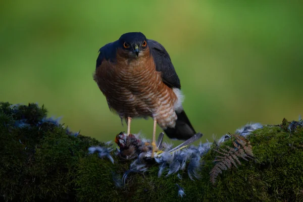 Atmaca Accipiter Nisus Ile Birlikte Bir Toplama Direğinde Oturmaktadır Skoçya — Stok fotoğraf