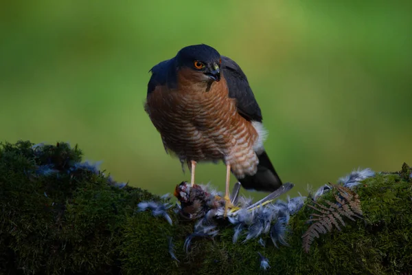 Sparrowhawk Accipiter Nisus Zittend Een Plukpaal Met Prooi Schotland Verenigd — Stockfoto