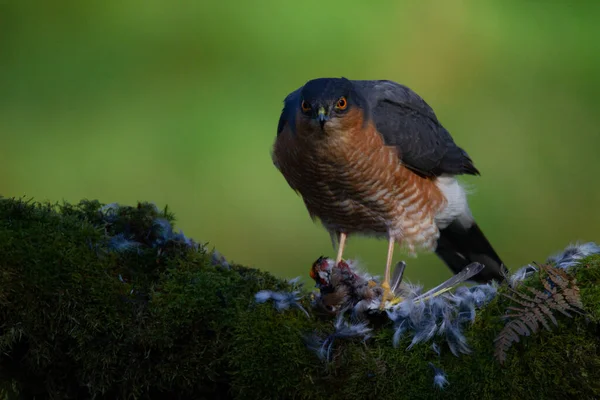 Sparrowhawk Accipiter Nisus Сидів Стовпі Здобиччю Шотландія Велика Британія — стокове фото