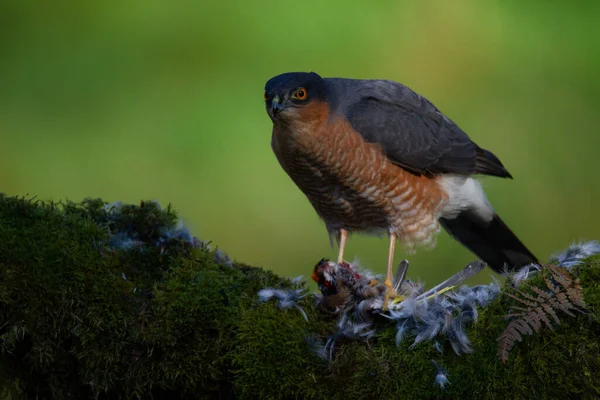 Sparrowhawk Accipiter Nisus Empoleirado Sentado Poste Arrancando Com Presas Escócia — Fotografia de Stock