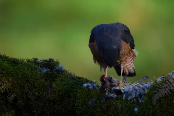 Sparvhök Accipiter Nisus Sittande Plockstolpe Med Bytesdjur Skottland Förenade Kungariket — Stockfoto