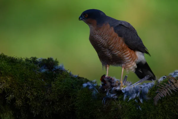 Sparrowhawk Accipiter Nisus Empoleirado Sentado Poste Arrancando Com Presas Escócia — Fotografia de Stock