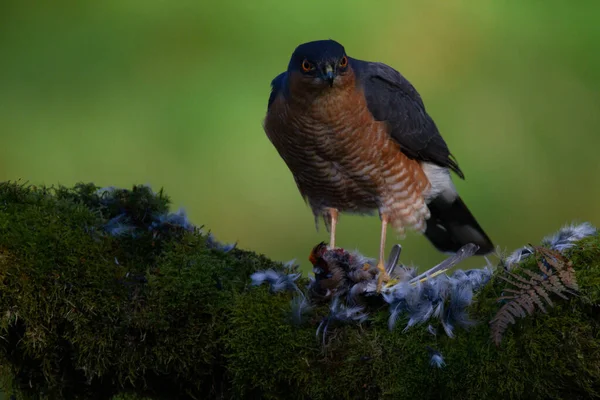 Sparrowhawk Accipiter Nisus Сидів Стовпі Здобиччю Шотландія Велика Британія — стокове фото