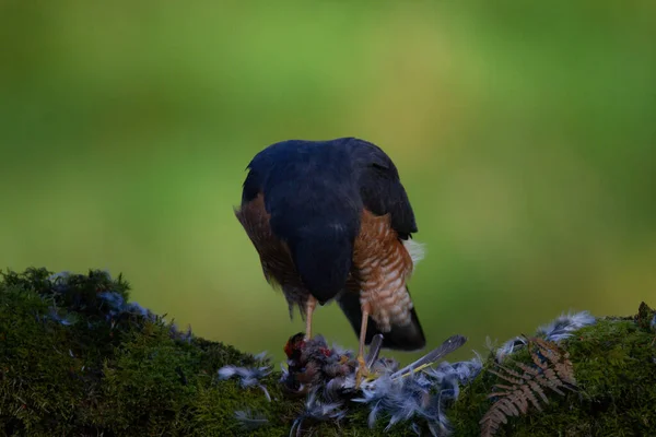 Sparrowhawk Accipiter Nisus Сидів Стовпі Здобиччю Шотландія Велика Британія — стокове фото