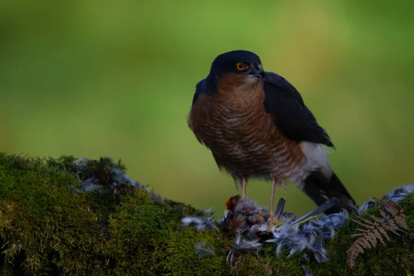 Sparrowhawk Accipiter Nisus Empoleirado Sentado Poste Arrancando Com Presas Escócia — Fotografia de Stock