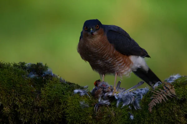 Sparrowhawk Accipiter Nisus Empoleirado Sentado Poste Arrancando Com Presas Escócia — Fotografia de Stock