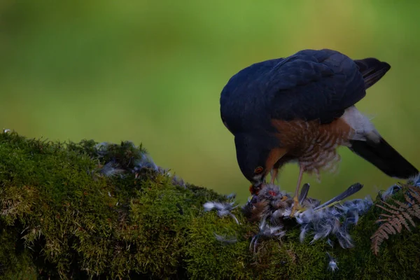 Gavilán Accipiter Nisus Posado Sentado Poste Desplumamiento Con Presa Escocia —  Fotos de Stock