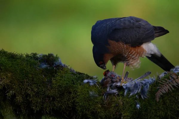 Sparrowhawk Accipiter Nisus Empoleirado Sentado Poste Arrancando Com Presas Escócia — Fotografia de Stock