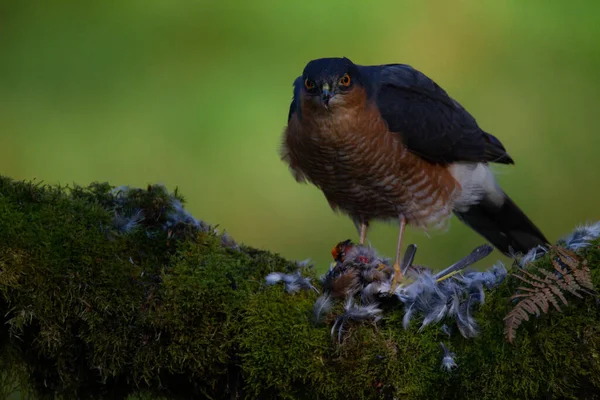 Sparrowhawk Accipiter Nisus Сидів Стовпі Здобиччю Шотландія Велика Британія — стокове фото