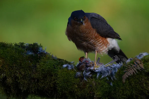 Krogulec Accipiter Nisus Siedzący Słupku Ofiarą Szkocja Zjednoczone Królestwo — Zdjęcie stockowe