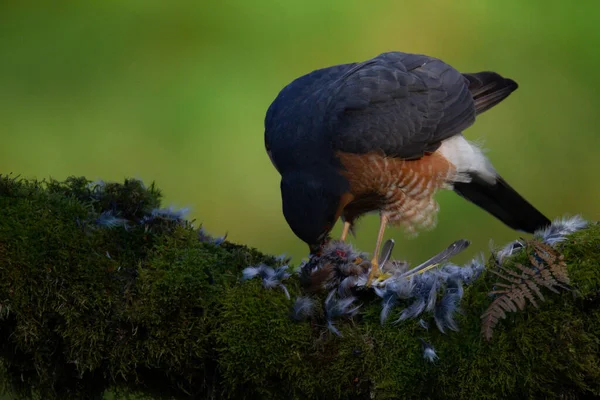 Sparrowhawk Accipiter Nisus Сидів Стовпі Здобиччю Шотландія Велика Британія — стокове фото