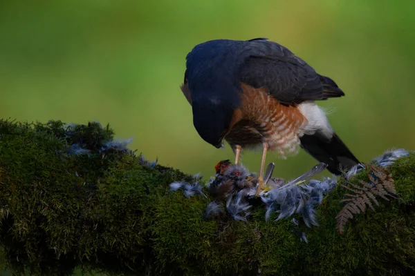 Sparrowhawk Accipiter Nisus Zittend Een Plukpaal Met Prooi Schotland Verenigd — Stockfoto