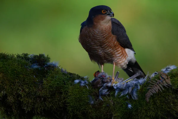 Atmaca Accipiter Nisus Ile Birlikte Bir Toplama Direğinde Oturmaktadır Skoçya — Stok fotoğraf