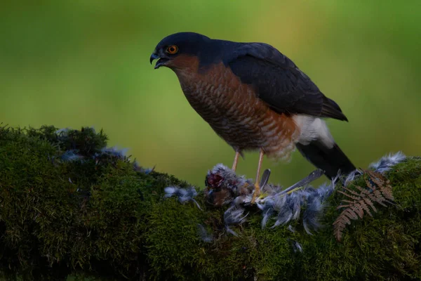 Σπάροουχωκ Accipiter Nisus Σκαρφαλωμένο Έναν Στύλο Αρπαγής Θήραμα Σκωτία Ηνωμένο — Φωτογραφία Αρχείου