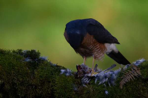 Sparrowhawk Accipiter Nisus Сидів Стовпі Здобиччю Шотландія Велика Британія — стокове фото
