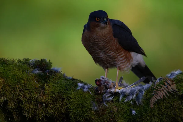 Sparrowhawk Accipiter Nisus Сидів Стовпі Здобиччю Шотландія Велика Британія — стокове фото