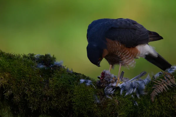 Sparrowhawk Accipiter Nisus Сидів Стовпі Здобиччю Шотландія Велика Британія — стокове фото