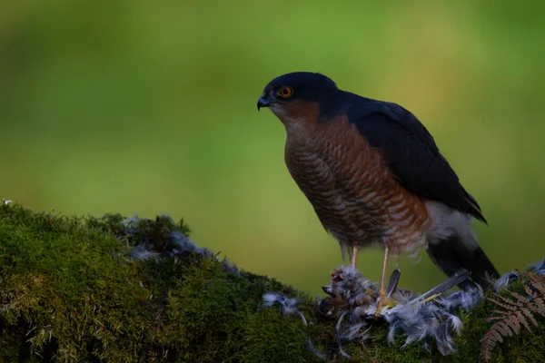 Sparrowhawk Accipiter Nisus Zittend Een Plukpaal Met Prooi Schotland Verenigd — Stockfoto