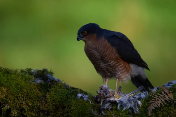 Sparrowhawk Accipiter Nisus Empoleirado Sentado Poste Arrancando Com Presas Escócia — Fotografia de Stock