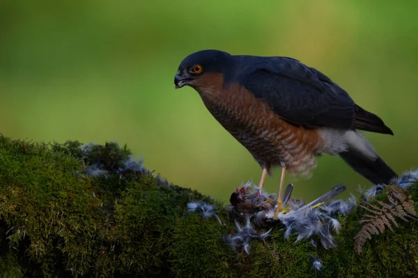 Sparrowhawk Accipiter Nisus Empoleirado Sentado Poste Arrancando Com Presas Escócia — Fotografia de Stock