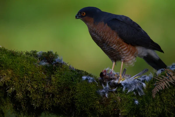 Sparrowhawk Accipiter Nisus Empoleirado Sentado Poste Arrancando Com Presas Escócia — Fotografia de Stock