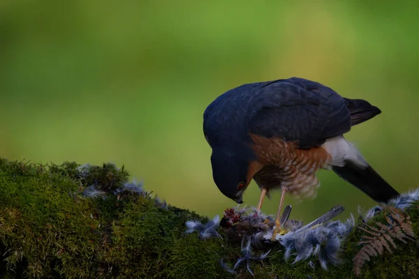 Sparrowhawk Accipiter Nisus Сидів Стовпі Здобиччю Шотландія Велика Британія — стокове фото