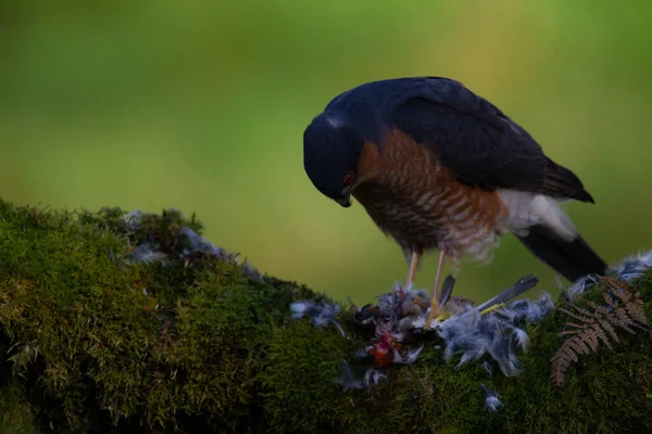 Sparrowhawk Accipiter Nisus Сидів Стовпі Здобиччю Шотландія Велика Британія — стокове фото