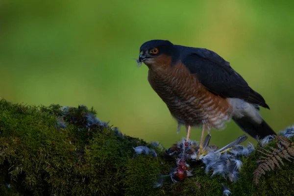 Sparrowhawk Accipiter Nisus Empoleirado Sentado Poste Arrancando Com Presas Escócia — Fotografia de Stock