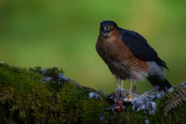 Atmaca Accipiter Nisus Ile Birlikte Bir Toplama Direğinde Oturmaktadır Skoçya — Stok fotoğraf