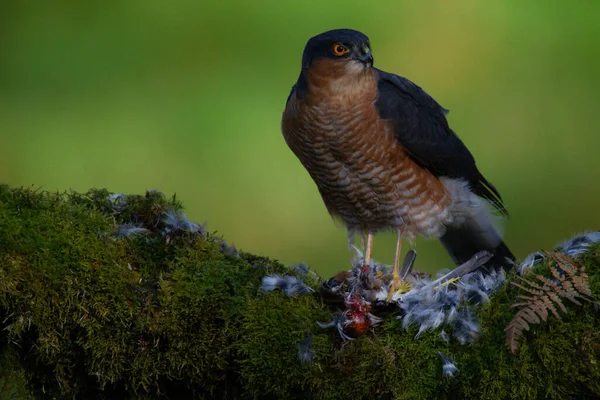 Sparrowhawk Accipiter Nisus Zittend Een Plukpaal Met Prooi Schotland Verenigd — Stockfoto