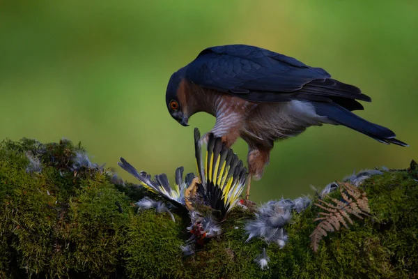 Sparrowhawk Accipiter Nisus Zittend Een Plukpaal Met Prooi Schotland Verenigd — Stockfoto
