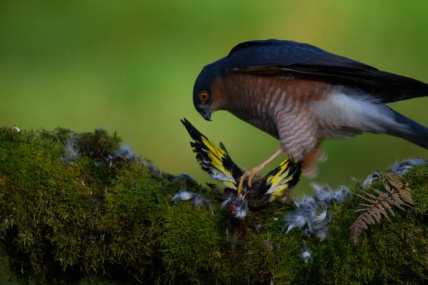 Sparrowhawk Accipiter Nisus Aki Egy Ragadozó Kapun Ült Skócia Egyesült — Stock Fotó