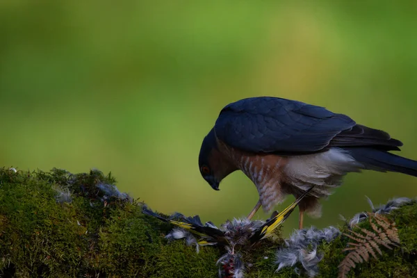 Σπάροουχωκ Accipiter Nisus Σκαρφαλωμένο Έναν Στύλο Αρπαγής Θήραμα Σκωτία Ηνωμένο — Φωτογραφία Αρχείου