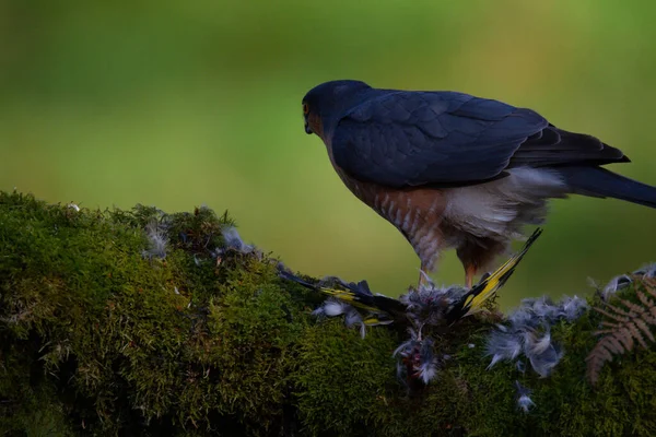 Sparrowhawk Accipiter Nisus Сидів Стовпі Здобиччю Шотландія Велика Британія — стокове фото