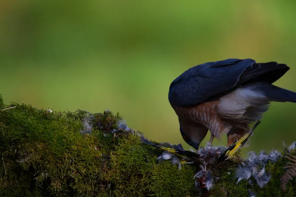 Sparrowhawk Accipiter Nisus Aki Egy Ragadozó Kapun Ült Skócia Egyesült — Stock Fotó