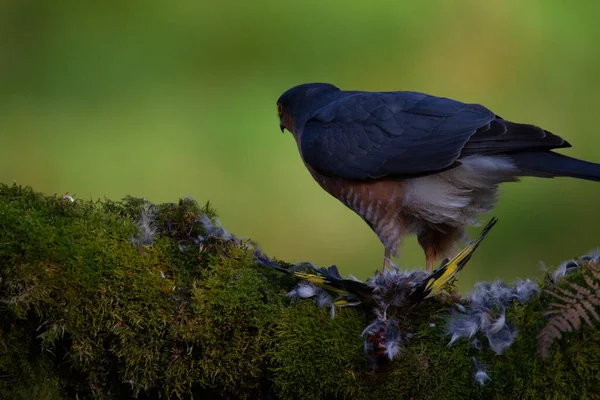 Sparrowhawk Accipiter Nisus Сидів Стовпі Здобиччю Шотландія Велика Британія — стокове фото