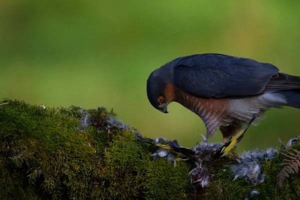 Sparrowhawk Accipiter Nisus Empoleirado Sentado Poste Arrancando Com Presas Escócia — Fotografia de Stock