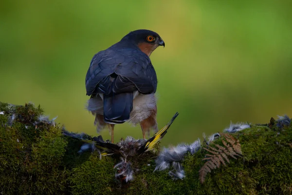 Sparrowhawk Accipiter Nisus Zittend Een Plukpaal Met Prooi Schotland Verenigd — Stockfoto