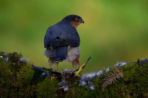 Sparrowhawk Accipiter Nisus Zittend Een Plukpaal Met Prooi Schotland Verenigd — Stockfoto