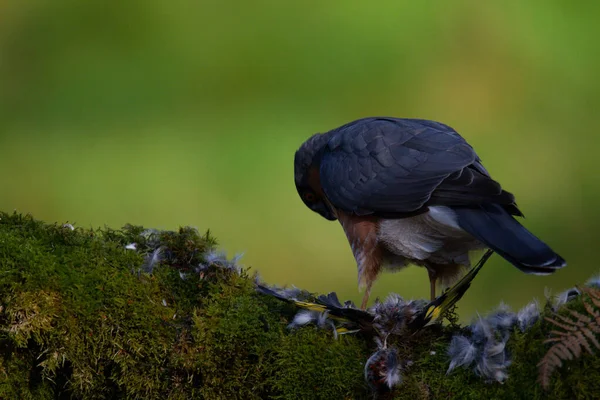 Sparrowhawk Accipiter Nisus Сидів Стовпі Здобиччю Шотландія Велика Британія — стокове фото