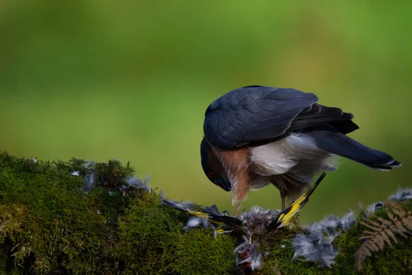 Sparrowhawk Accipiter Nisus Perched Sitting Plucking Post Prey Scotland — Stock Photo, Image