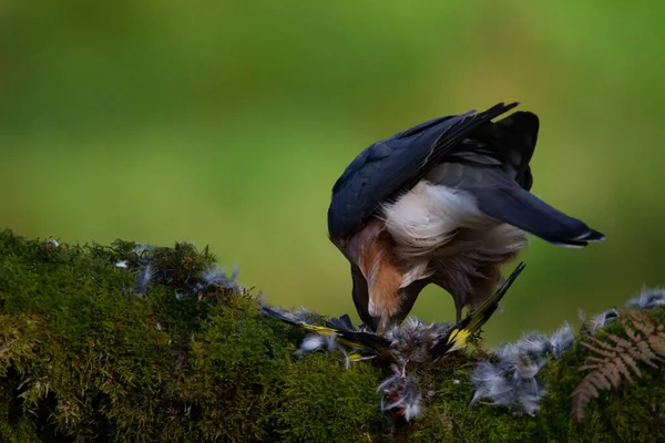 Sparrowhawk Accipiter Nisus Empoleirado Sentado Poste Arrancando Com Presas Escócia — Fotografia de Stock