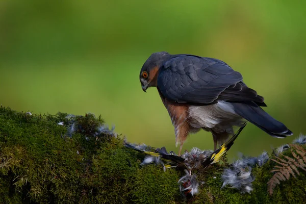 스파르타 Accipiter Nisus 낚싯대에 먹이와 스코틀랜드 — 스톡 사진